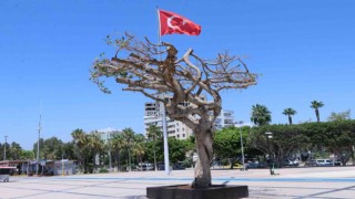 Mersindeki asırlık ağacın zehirlenmesiyle ilgili 3 şüpheli gözaltına alındı