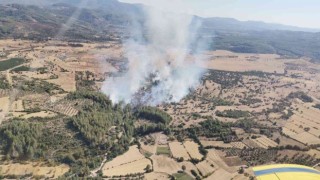Milasta orman yangını