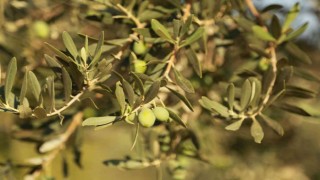 Muğla Büyükşehir Belediyesinden zeytin üreticisine destek