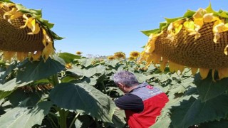 Muğladaki çalışmalarda çayır tırtılına rastlanmadı