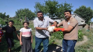 Muşta yuvadan düşen leylek yavrusu tedaviye alındı