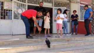 Okul bahçesinde sıcaktan bayılan karga, kendine gelince öğrenci kayıt sırasına girdi