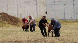 Oltulular kurban kesim alanlarına akın etti