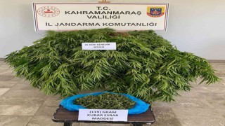 Orman arazisinde kenevir yetiştirirken yakalandı