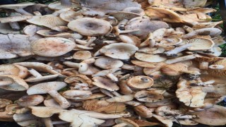 Orman mantarı lezzeti ile kendini aratıyor