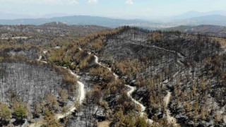 Orman yangınlarına keçiboynuzlu tampon bölge önerisi