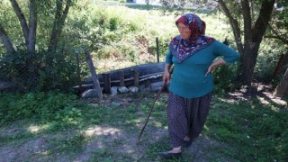 Ormana bırakılan köpeklerin saldırdığı koyunlar telef oldu