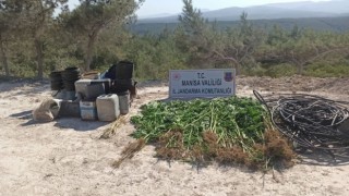 Ormana ektiği kenevirleri sularken yakalandı