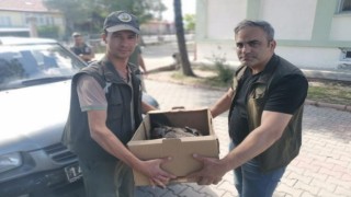 Ormancıların bulduğu yavru kara akbaba koruma altına alındı