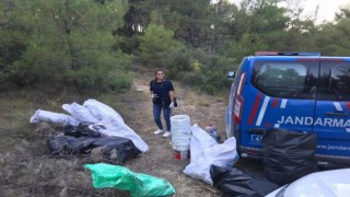 Ormanlık alanda bin 150 kök kenevir bitkisi bulundu
