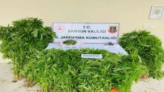 Ormanlık alanda ekili 877 kök kenevir ele geçirildi