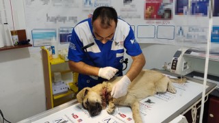 Osmaniye'de Boynuna inşaat teli bağlanarak ölüme tek edilen sokak köpeği kurtarıldı