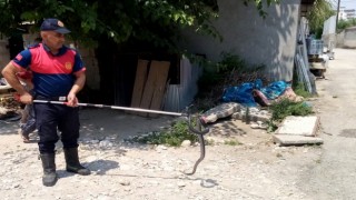 Osmaniyede eve giren yılanı itfaiye yakaladı