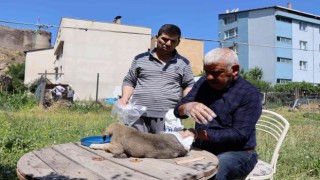 Otomobilin çarptığı yavru köpeğe vatandaş sahip çıktı