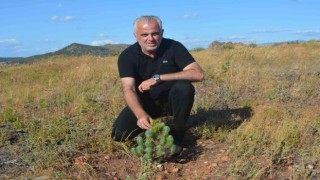 (Özel) Ayvalıkta yanan alanlar ormana dönüşüyor
