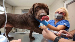 (Özel) Bursada ilk kez bir köpek, hücre kök tedavisiyle sağlığına kavuştu