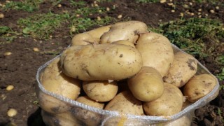 Patates 7 TLyi bulan satış fiyatıyla üreticisinin yüzünü güldürdü