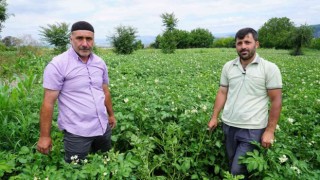 Patates üretiminde yüzde 20 artış