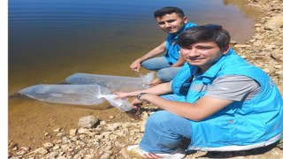 Pazarlardaki göletlere 36 bin adet pullu sazan balığı yavrusu bırakıldı