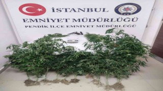 Pendikte binanın çatı katını uyuşturucu serasına çeviren kardeşler yakalandı