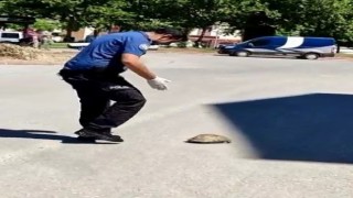 Polisin kaplumbağa duyarlılığı