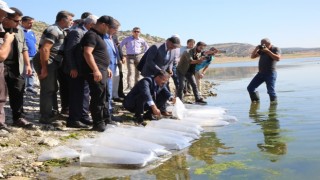 Porsuk Barajına pullu sazan yavrusu bırakıldı