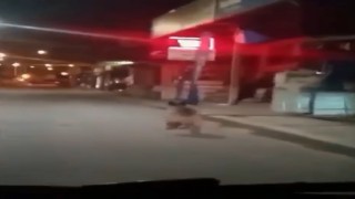 Rizede aç kalan ayı ilçe merkezine indi