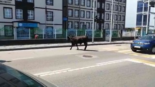 Rizede kaçan boğa sahiplerini mahalle mahalle koşturdu