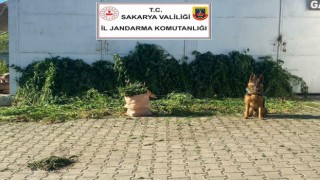 Sakaryada 10 bin 476 kök kenevir ele geçirildi: 1 gözaltı