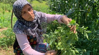 Sakaryada şaşırtan olay: Tarlalarına patates ektiler, domates çıktı