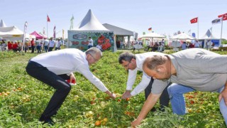 Salçalık domateste marka olan Karacabeyde domates fuarı
