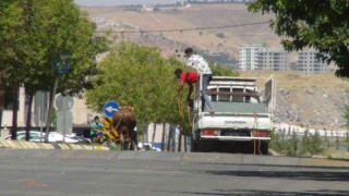 Şanlıurfada kaçan kurbanlıklar trafikte zor anlar yaşattı