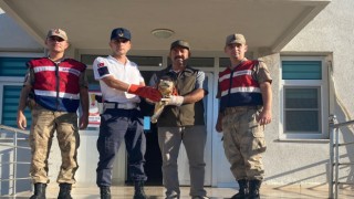 Şanlıurfada yaralı bulunan kızıl şahin tedavi altına alındı
