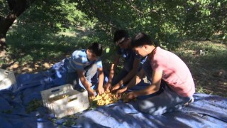 Sarı altın hasadında çiftçinin yüzü gülüyor
