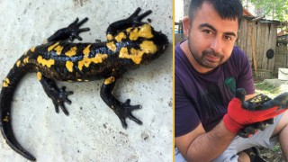 Sarı Benekli Semender Zorkun Yaylası'nda Görüntülendi