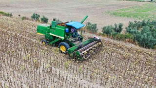 Savaş ve tırtıl istilasıyla önemi artan ayçiçeğinde hasat başladı