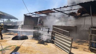 Seferihisardaki iki orman yangınında 3 ev, 12 araç ve 1 bekçi kulübesi yandı