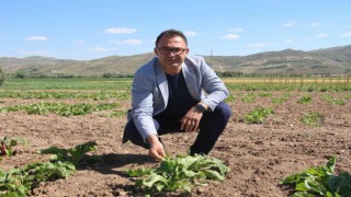 Şeker pancarında dışa bağımlılıktan kurtulmaya az kaldı