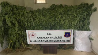 Serada kenevir üretimi yapan 2 şüpheli tutuklandı