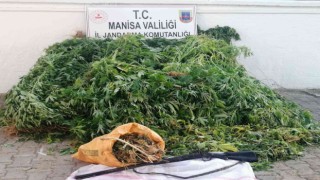 Serada yetiştirilen kenevirlere el konuldu