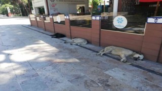 Sıcak hava insanlar kadar hayvanları da olumsuz etkiliyor