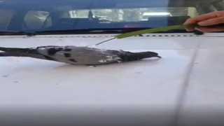 Sıcaktan bunalan güvercin hortumdan akan suyla serinledi