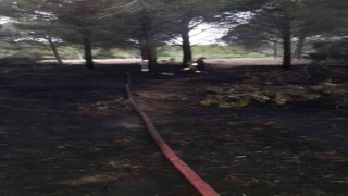 Sigara izmariti ormanı yaktı