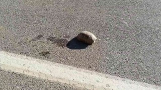 Siirtte sıcaktan bunalan kaplumbağaya su içirdi