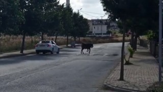 Silivride sahibinin elinden kaçan kurbanlık zor anlar yaşattı
