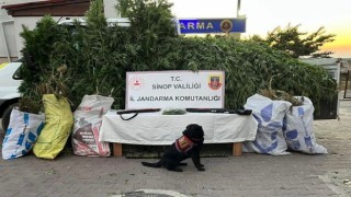 Sinopta 19 kilo esrar ile bin 773 kök kenevir ele geçirildi