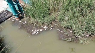 Sivasta toplu balık ölümleri tedirgin ediyor