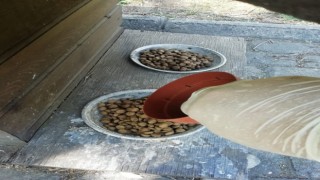 Sokak hayvanları için yemleme çalışması yapıldı