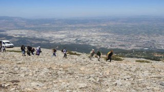 Spil Dağı Milli Parkının endemik tür bitki ve çiçekleri fotoğraflandı