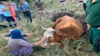 Su kuyusuna düşen inek, 40 dakikalık çalışmayla kurtarıldı
